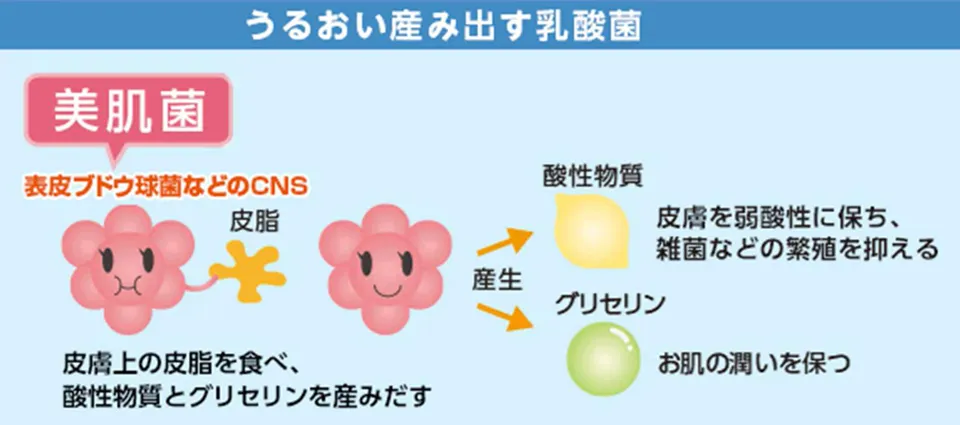 うるおいを生み出す乳酸菌