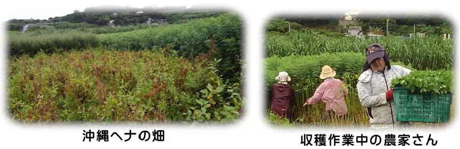 沖縄ヘナ畑